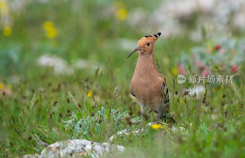 Eurasian Hoopoe (Upupa epops)